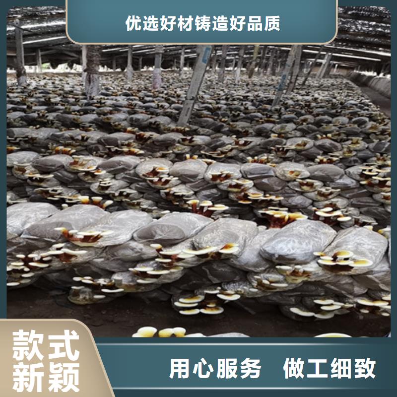 灵芝盆景视频-临泽|高台|武威|酒泉|天水|甘南云海灵芝盆景_ 云海灵芝种植专业社(张掖市分公司)