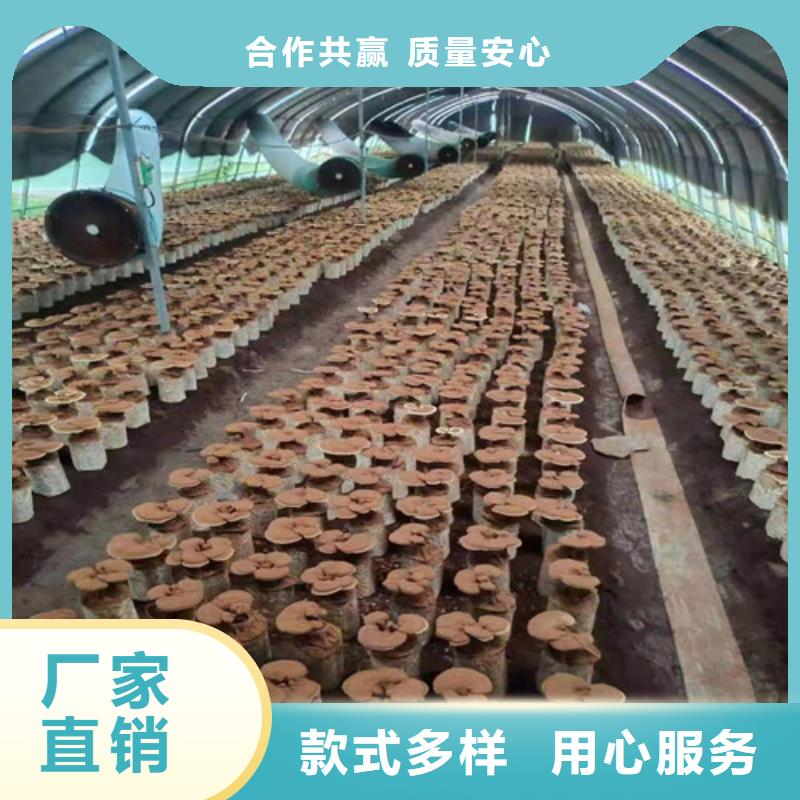 性价比高的破壁灵芝孢子粉厂家