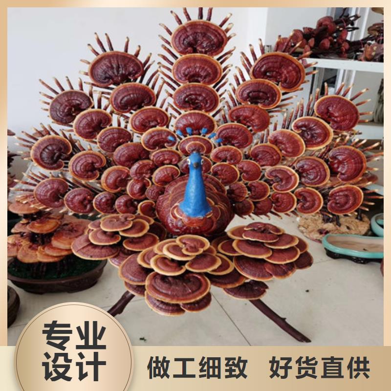 灵芝盆景视频-临泽|高台|武威|酒泉|天水|甘南云海灵芝盆景_ 云海灵芝种植专业社(张掖市分公司)