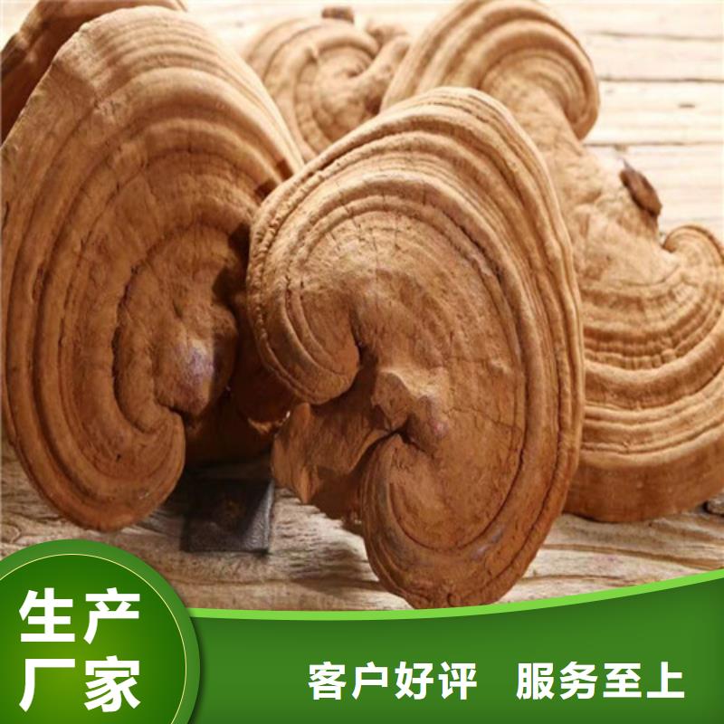 灵芝孢子粉供货及时