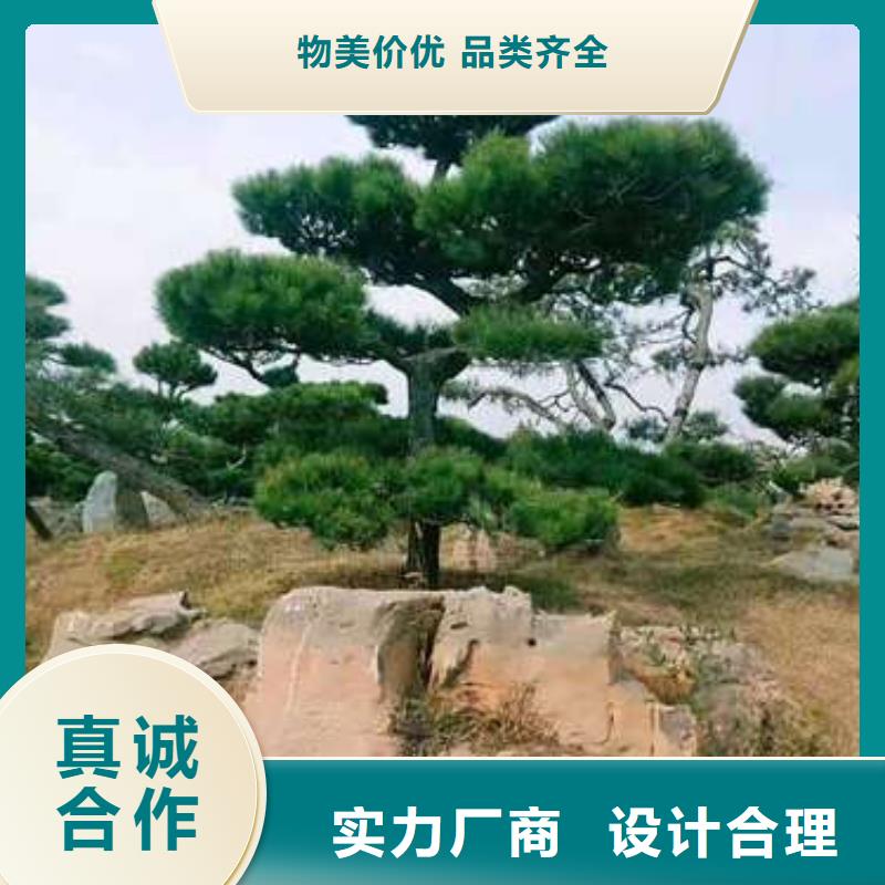 造型松_造型松基地让客户买的放心