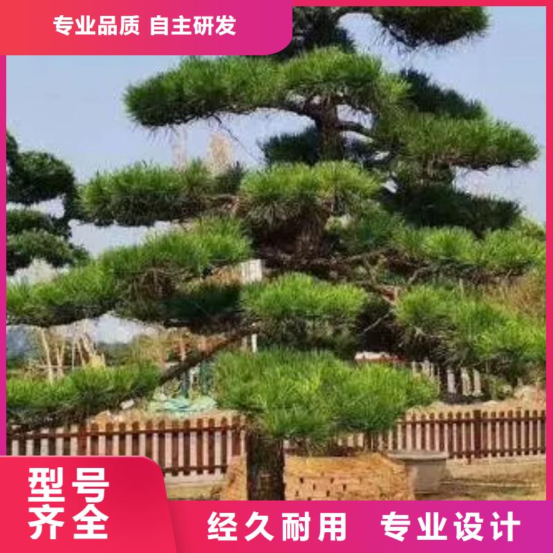 造型松油松好货采购