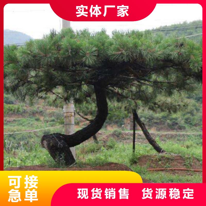 造型松造型油松按需定做