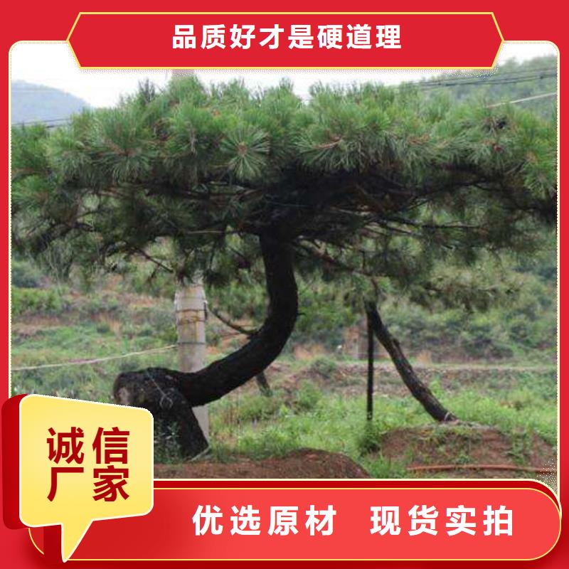 造型松视频-造型松|江苏省扬州市|广陵|仪征|宿迁|常州|连云港|无锡|苏州|徐州