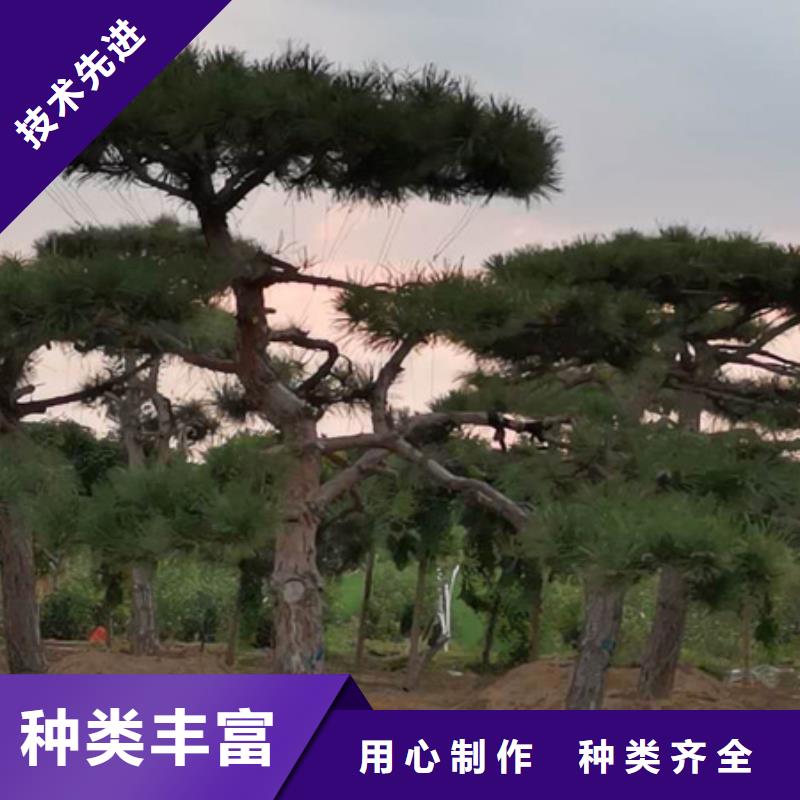 造型松,迎客松一手货源源头厂家