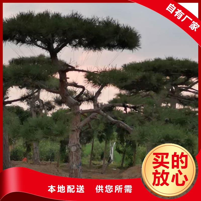 造型松视频-造型松|广东省肇庆市|德庆|广宁|珠海|江门|梅州|佛山|广州|湛江