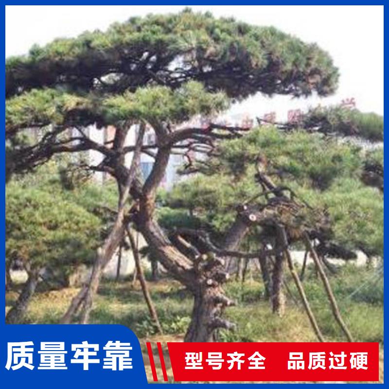 造型松N年大品牌