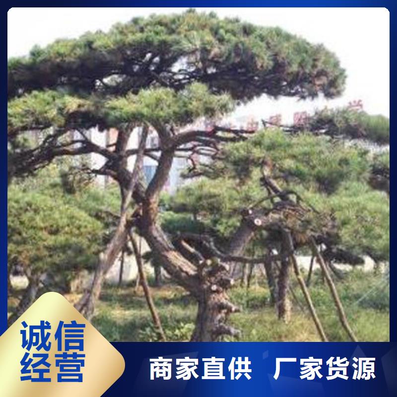 造型松盆景厂家