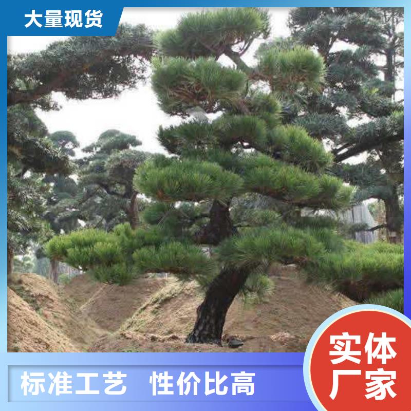  造型松以质量求生存