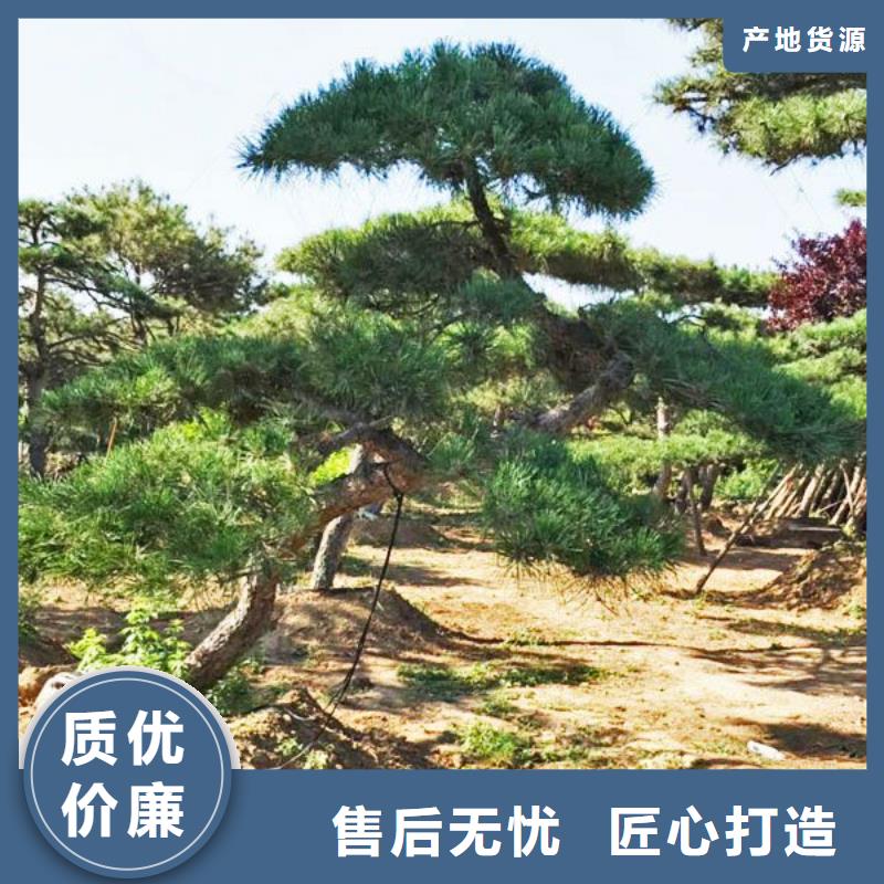 造型松奇石物流配送