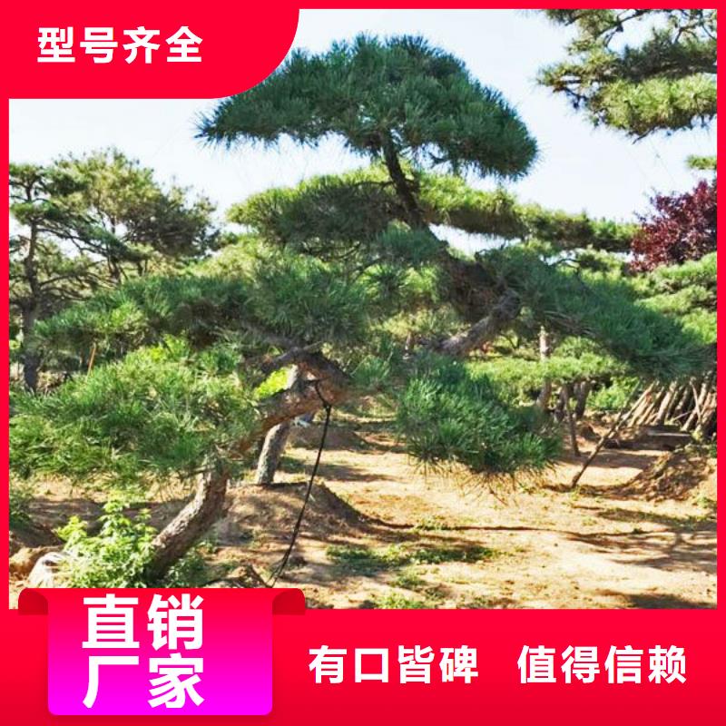 造型松【造型松价格】用心做好细节