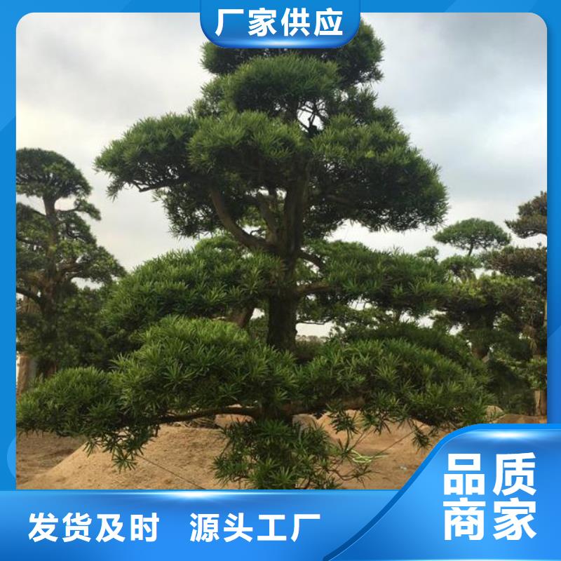 【造型松造型油松细节展示】