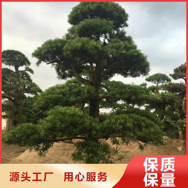 造型松视频-海南|果洛|海西|黄南|玉树|海北|西宁东实造型松_ 东实园林绿化(海东市分公司)