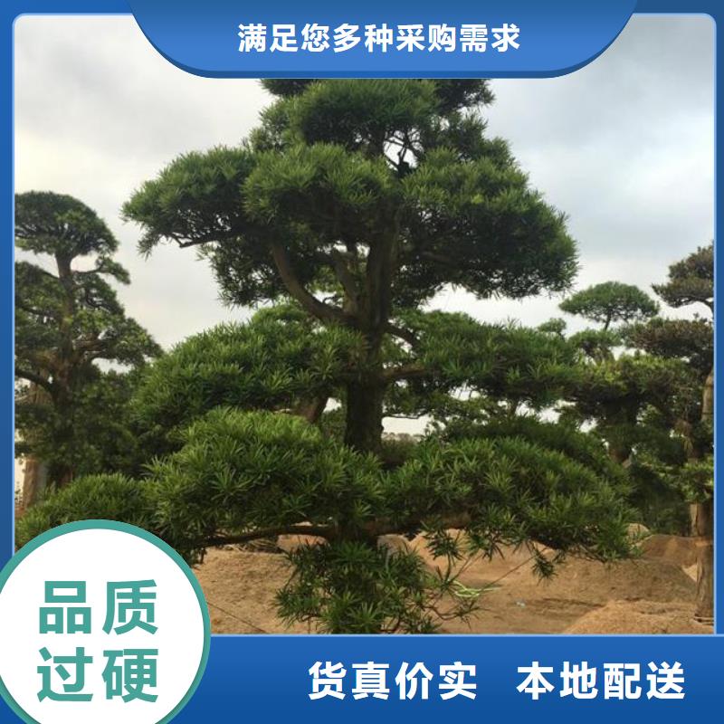  造型松来图定制量大从优