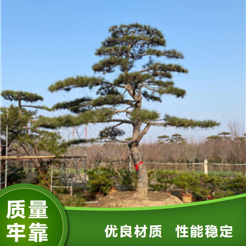 造型松-迎客松产地批发
