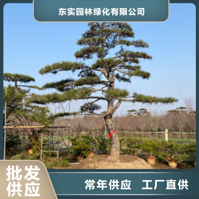 造型松视频-造型松|广东省肇庆市|德庆|广宁|珠海|江门|梅州|佛山|广州|湛江