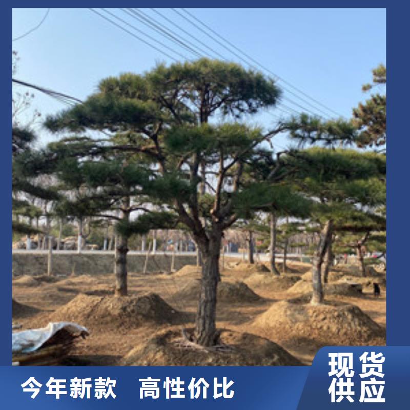 造型松N年大品牌