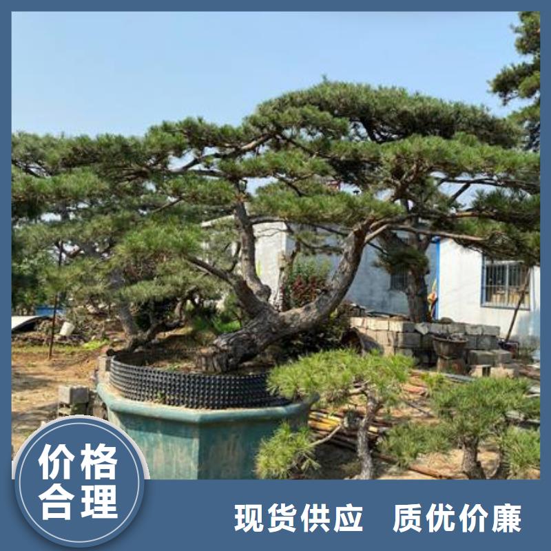 造型松盆景优良工艺