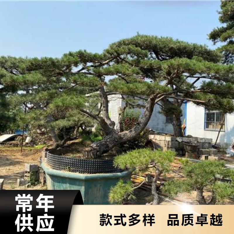 造型松视频-海南|果洛|海西|黄南|玉树|海北|西宁东实造型松_ 东实园林绿化(海东市分公司)
