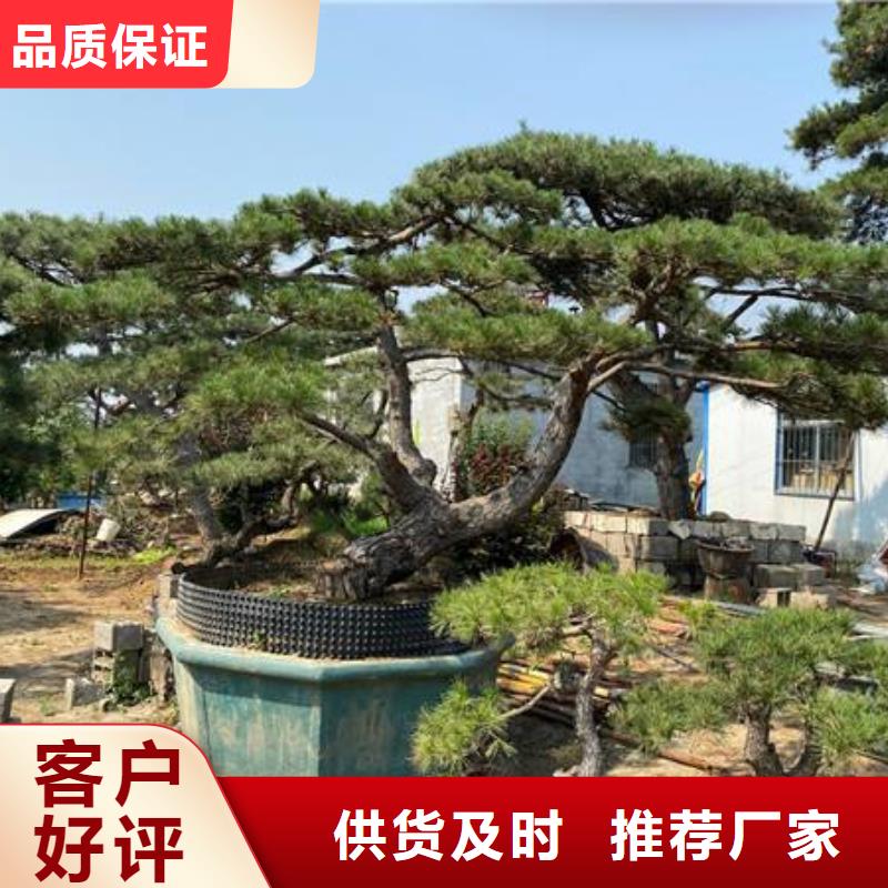 【 造型松用心制作】