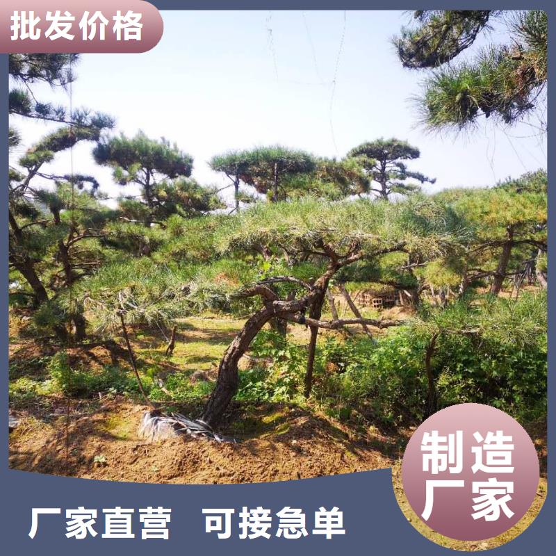 造型松造型松价格厂家规格全