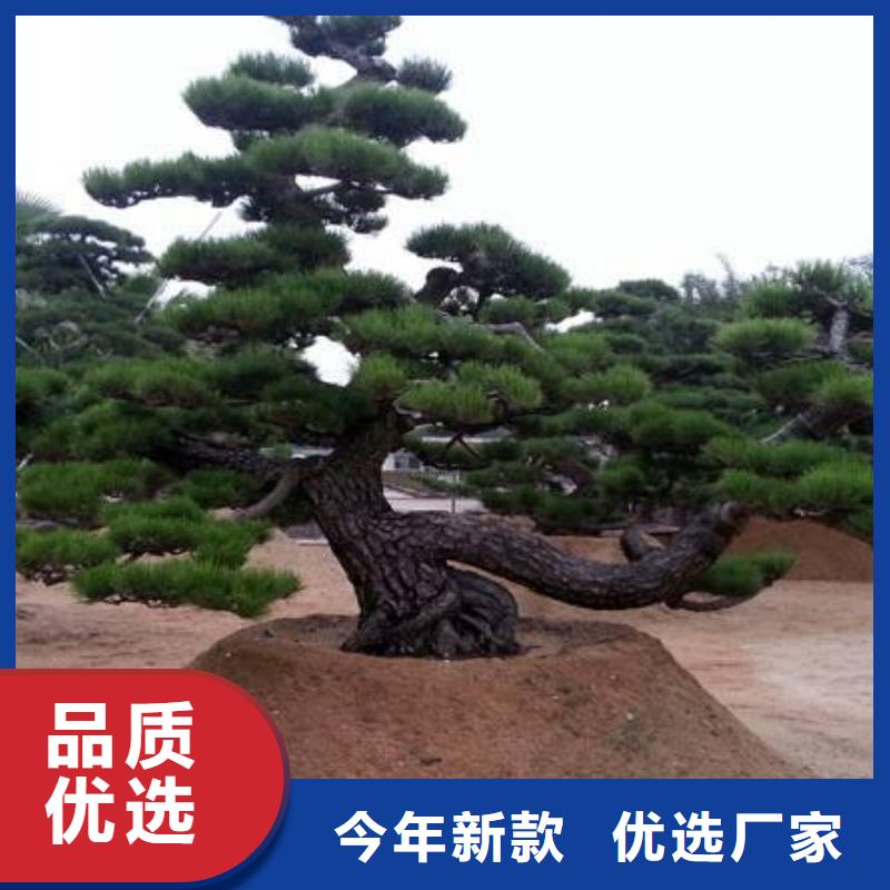 造型松盆景种类多质量好