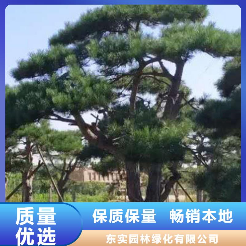 造型松造型黑松源头把关放心选购