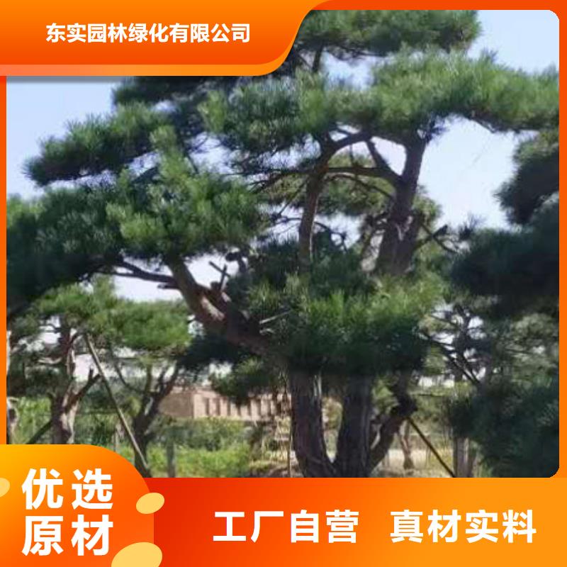造型松盆景厂家直营