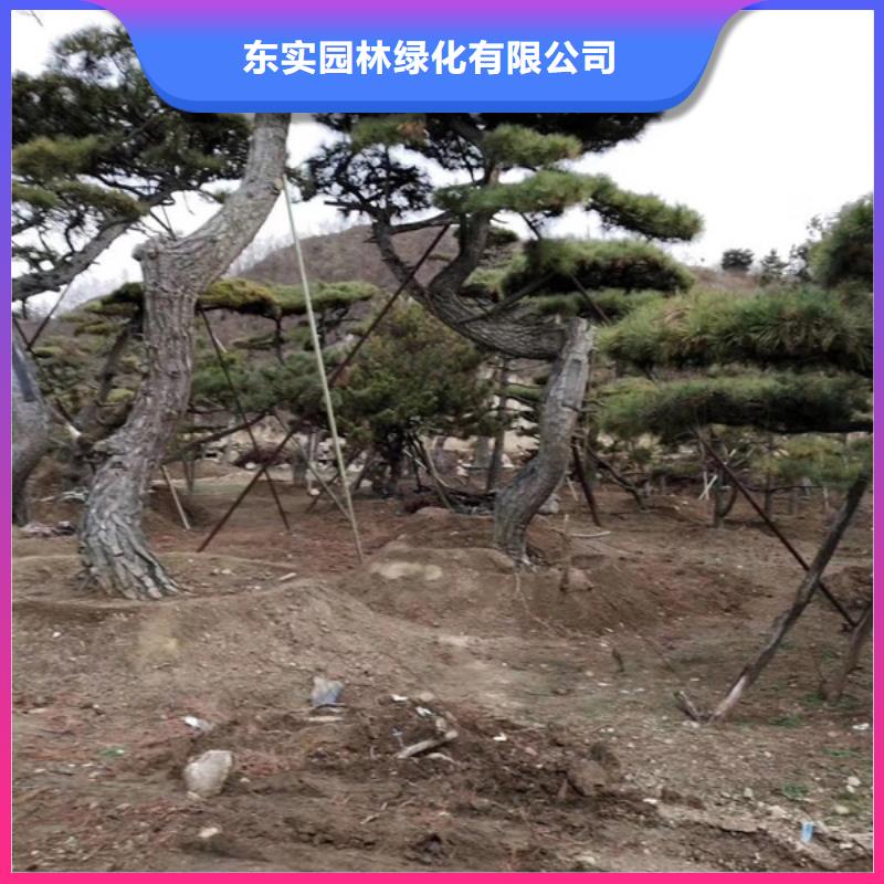 造型松造型油松款式新颖