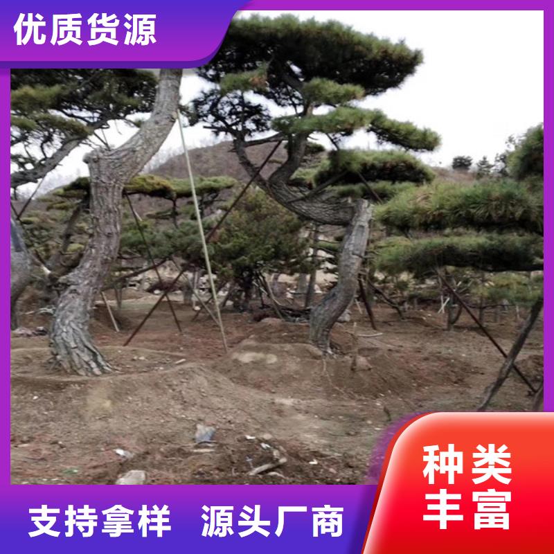 造型松_造型松基地让客户买的放心
