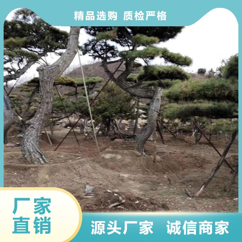 造型松盆景种类多质量好