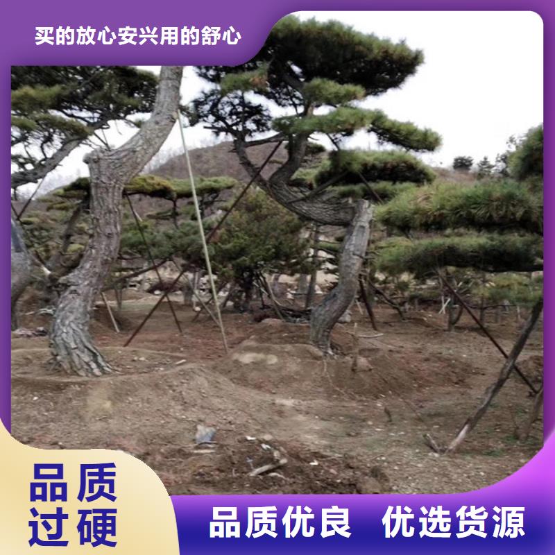 造型松奇石市场报价