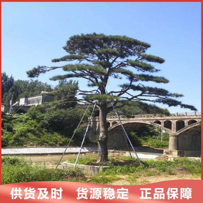 造型松造型松基地工厂价格