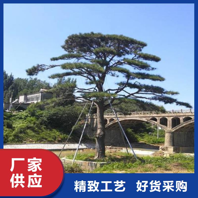  造型松您想要的我们都有