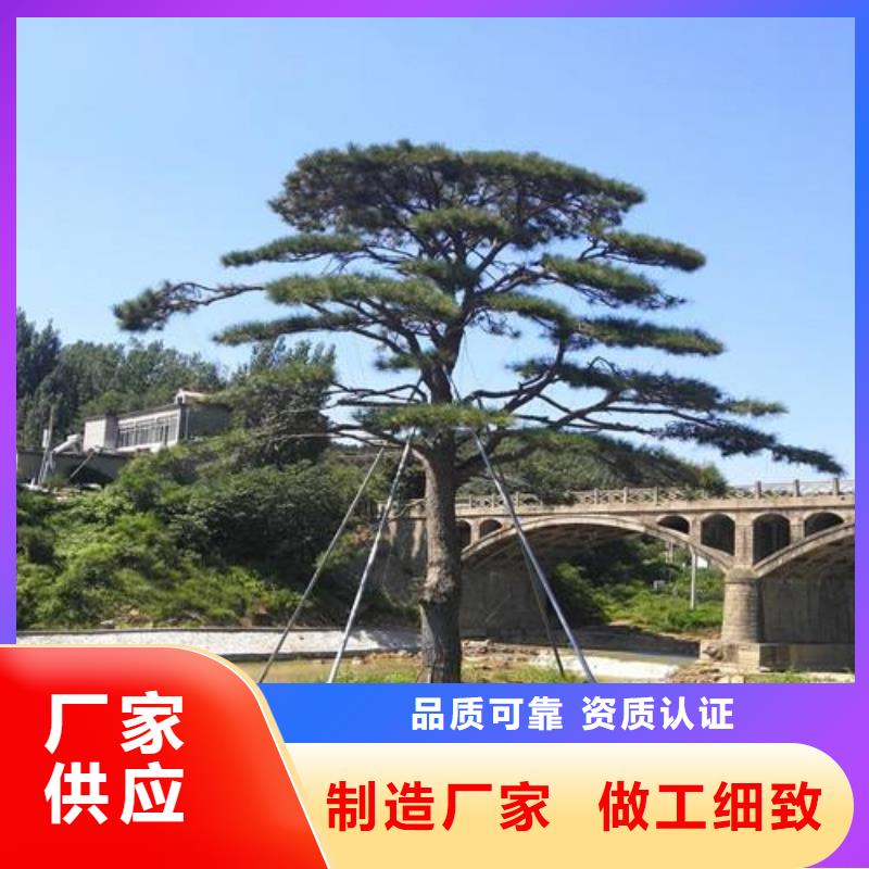 造型松视频-造型松|江苏省扬州市|广陵|仪征|宿迁|常州|连云港|无锡|苏州|徐州