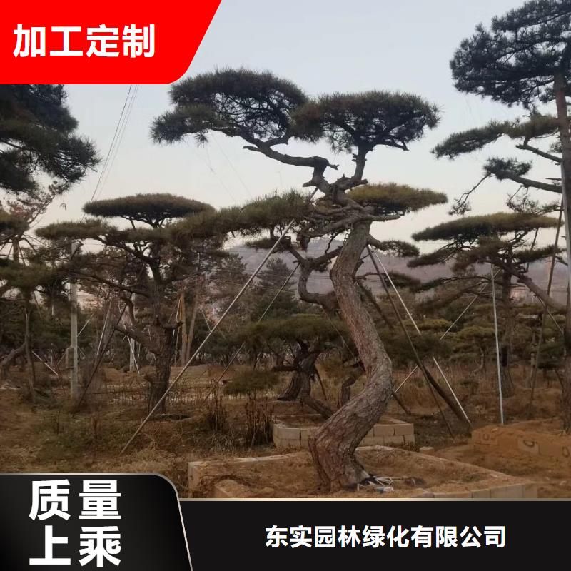造型松大型古松规格齐全