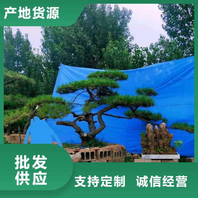 造型松造型池松今年新款