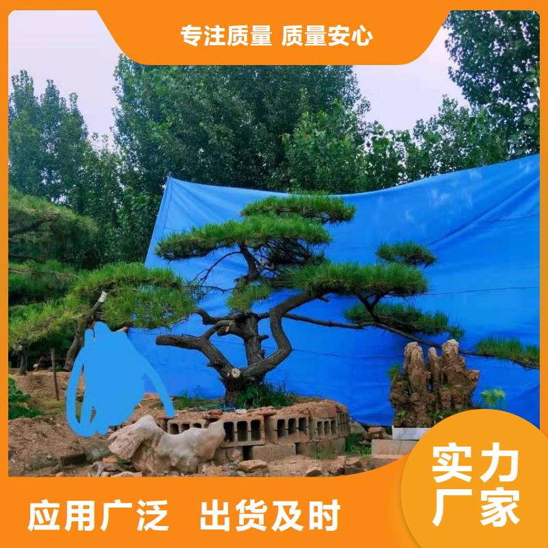 造型松,平顶松质量好