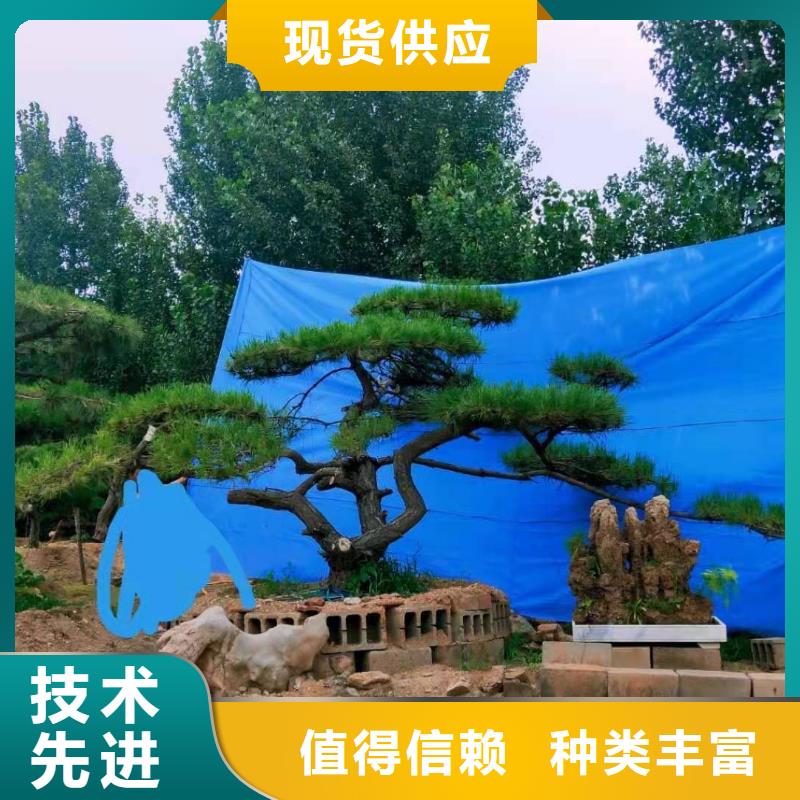 造型松 平顶松N年生产经验