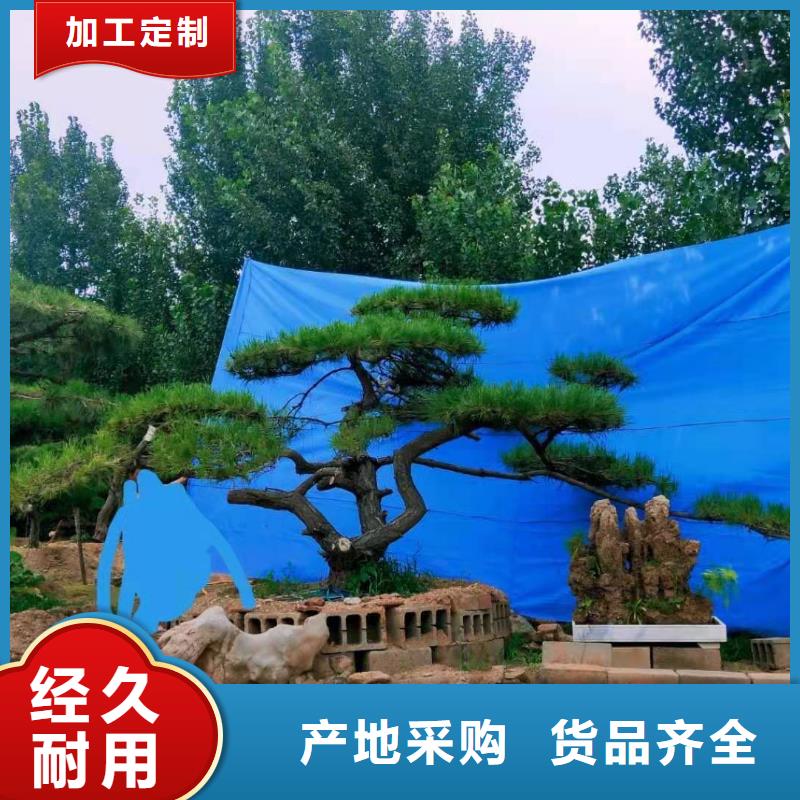 造型松视频-造型松|广东省肇庆市|德庆|广宁|珠海|江门|梅州|佛山|广州|湛江