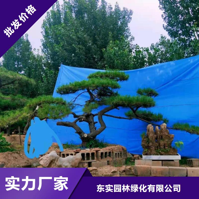 造型松造型池松应用广泛
