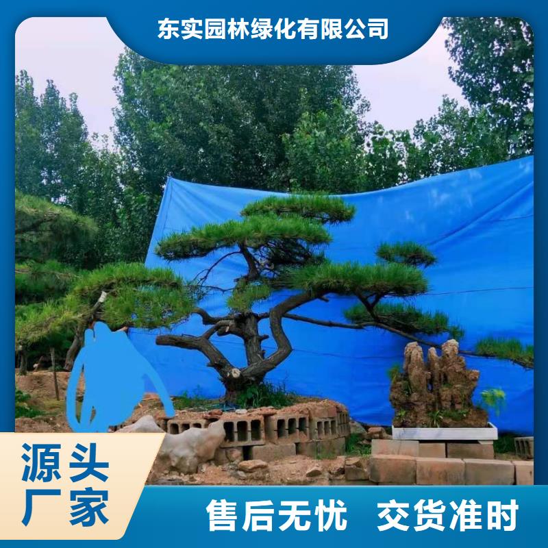  造型松资质认证
