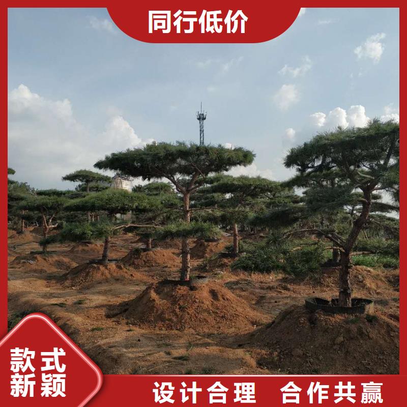 造型松,盆景支持大小批量采购