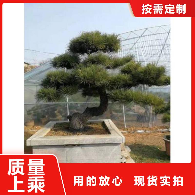 造型松奇石一站式供应厂家