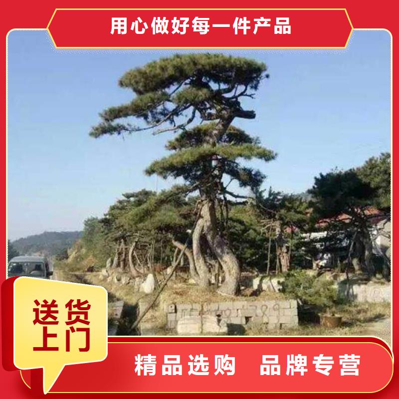 造型松视频-造型松|广东省肇庆市|德庆|广宁|珠海|江门|梅州|佛山|广州|湛江