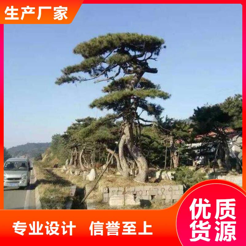 造型松古桩精心