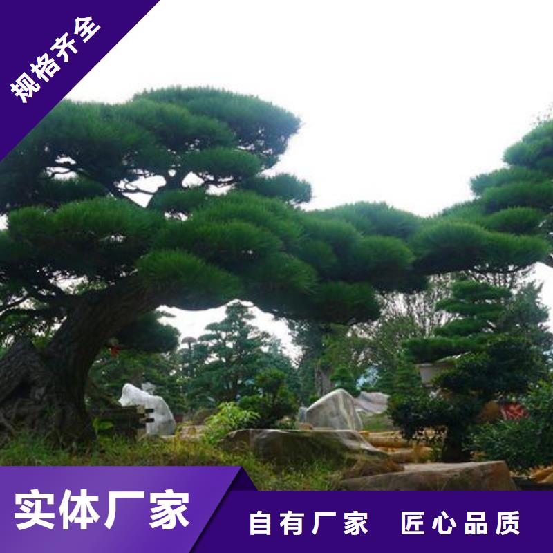 造型松【古桩】实力才是硬道理