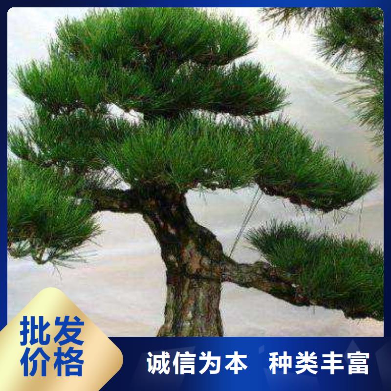 造型松造型油松低价货源
