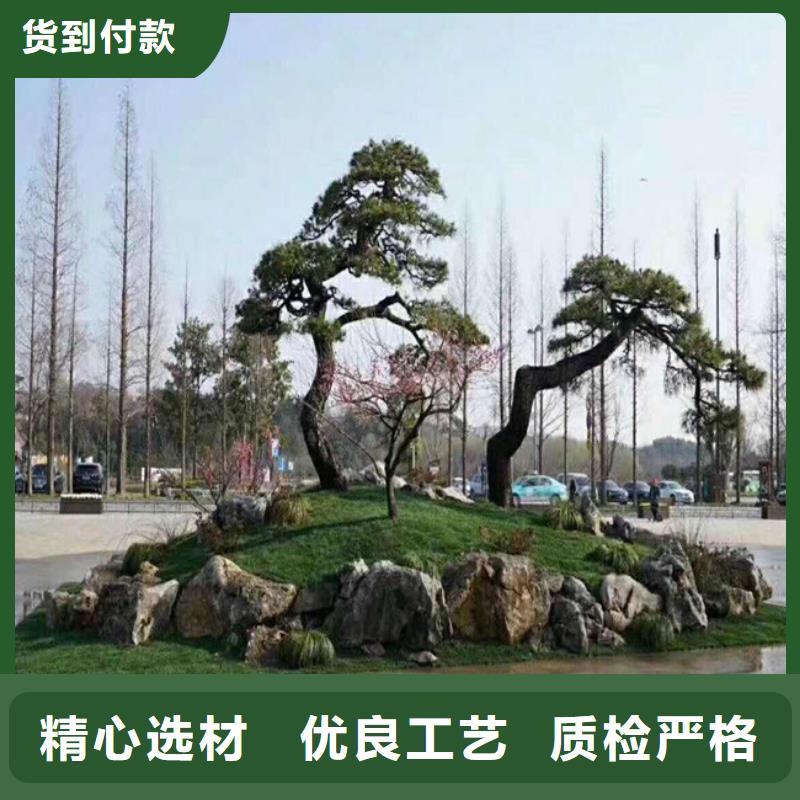 造型松黑松规格齐全实力厂家
