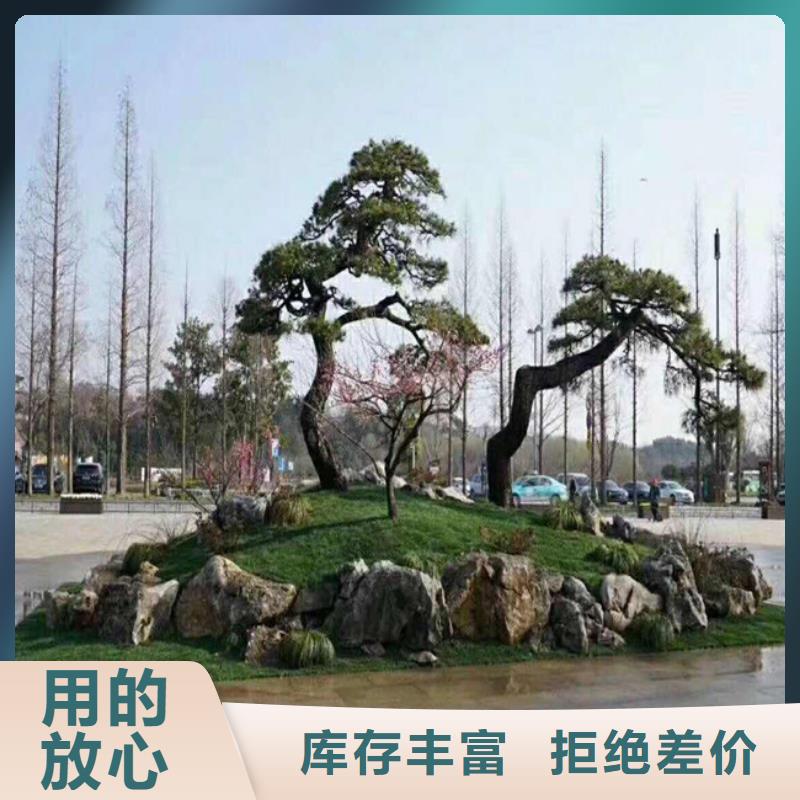 造型松-造型黑松客户满意度高